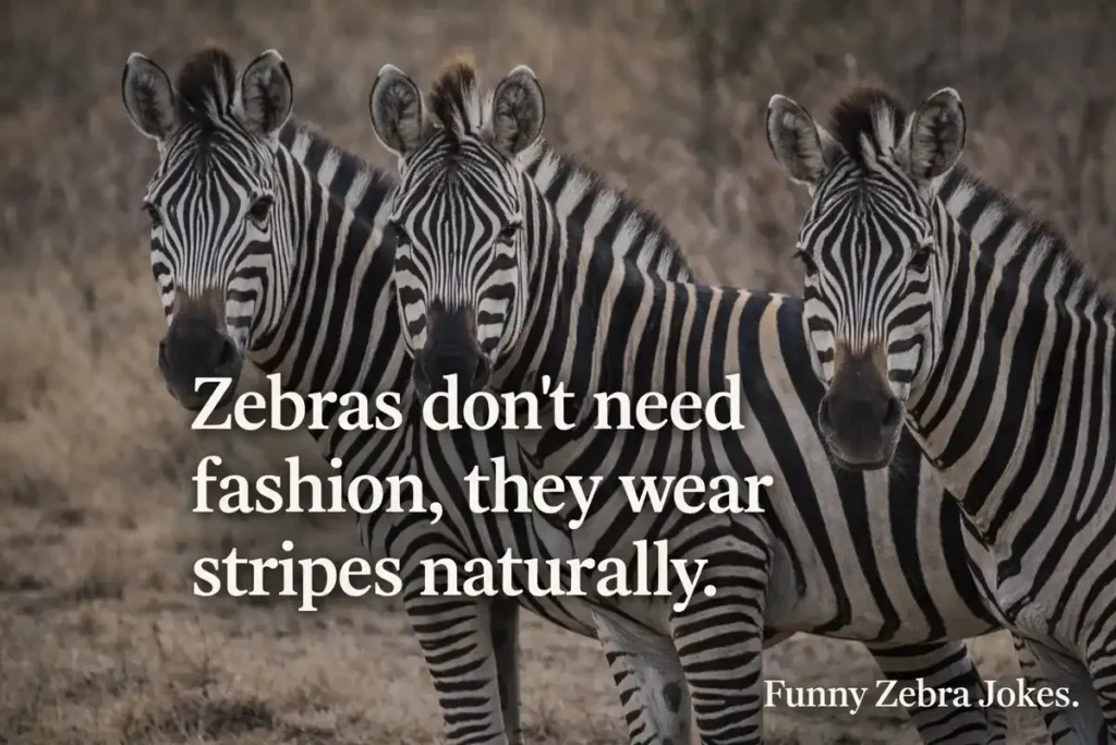 Funny Zebra Jokes About Stripes